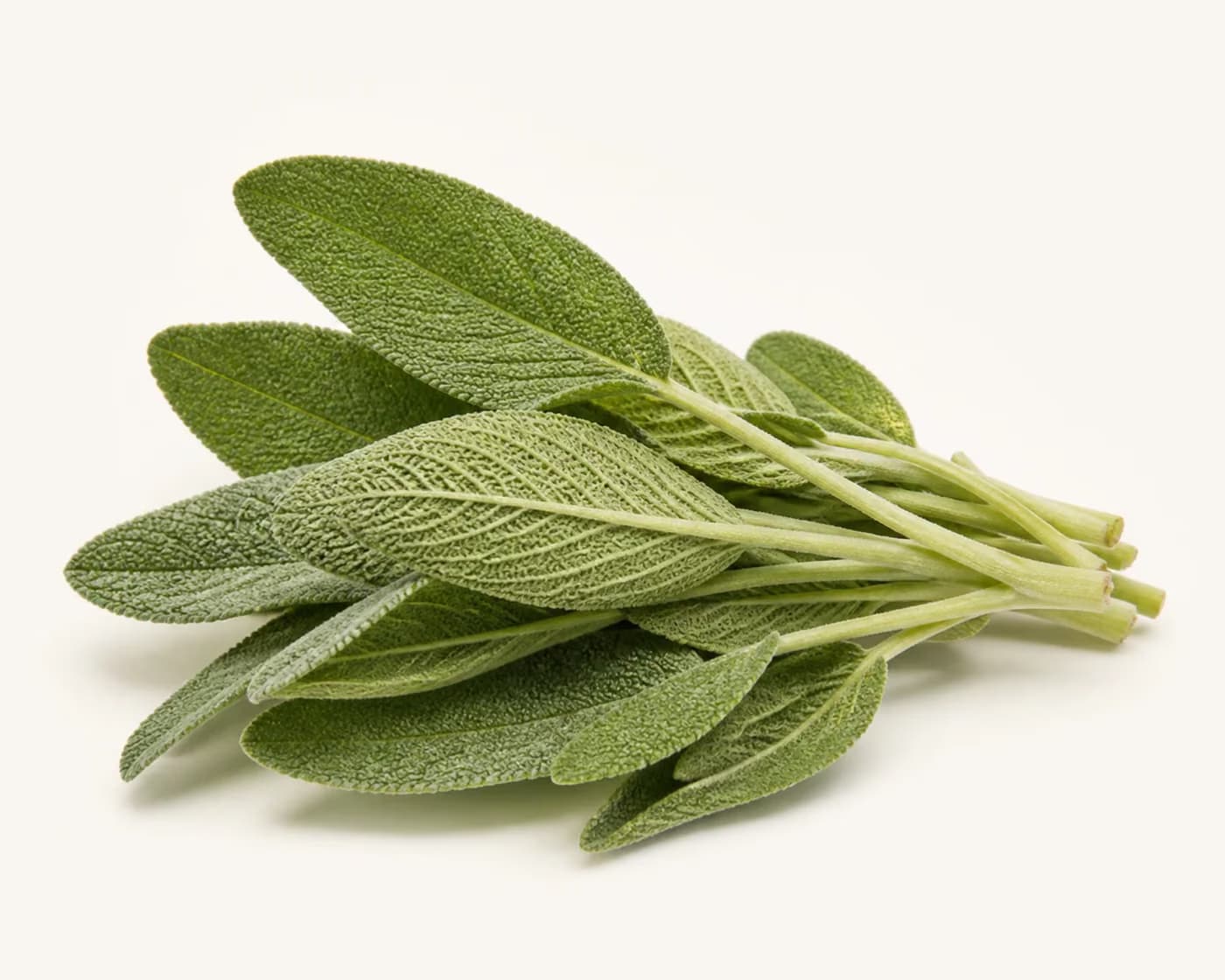 Fresh Sage arranged on a warm off-white surface.