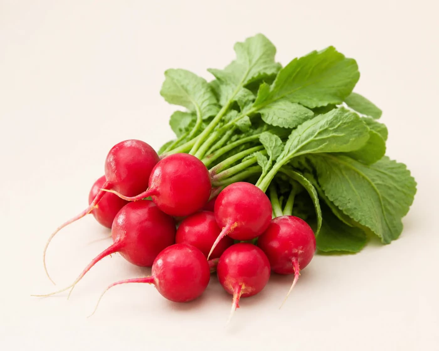 Fresh Red Radish arranged on a warm off-white surface.