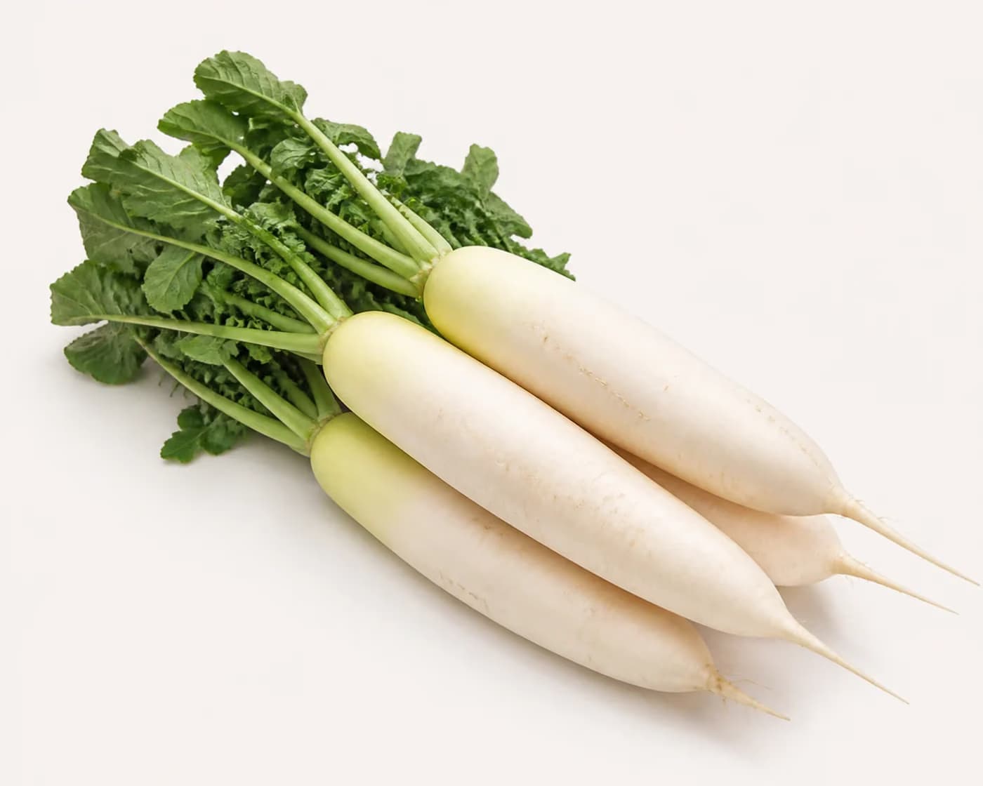 Fresh Daikon Radish arranged on a warm off-white surface.