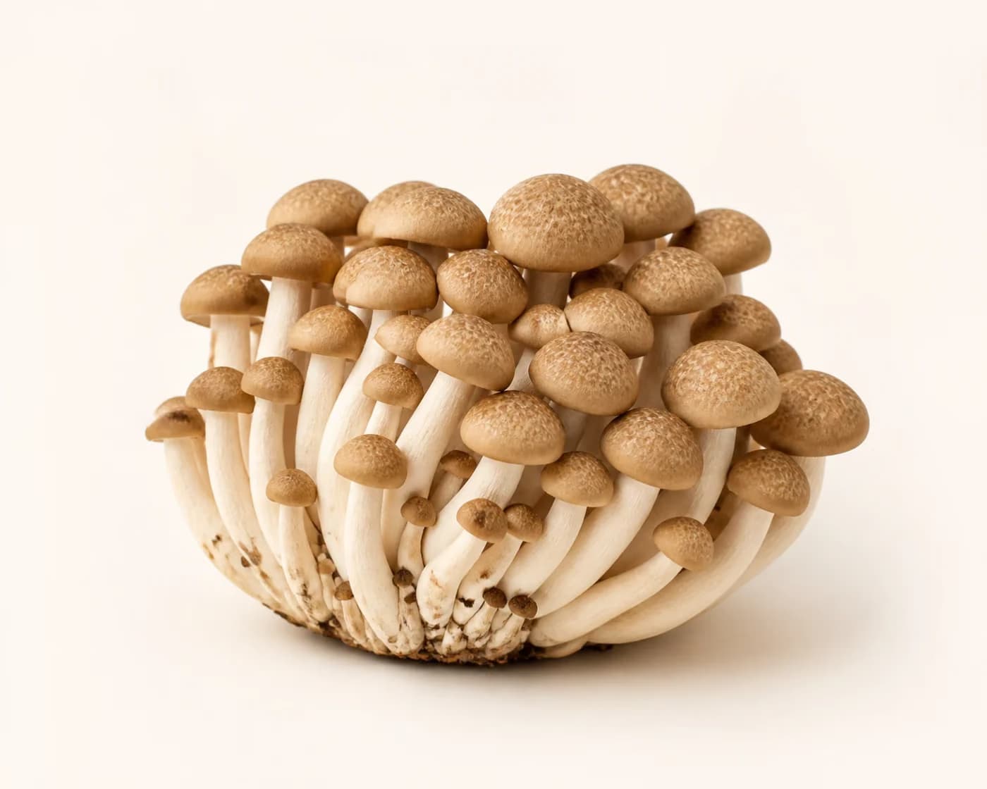 Fresh Shimeji Mushroom arranged on a warm off-white surface.