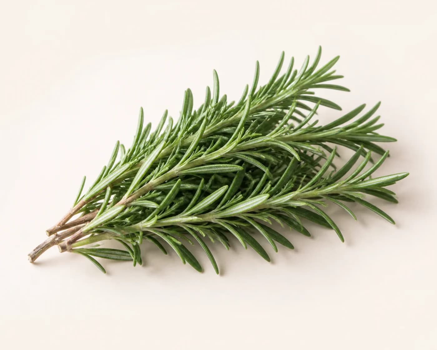 Fresh Rosemary arranged on a warm off-white surface.
