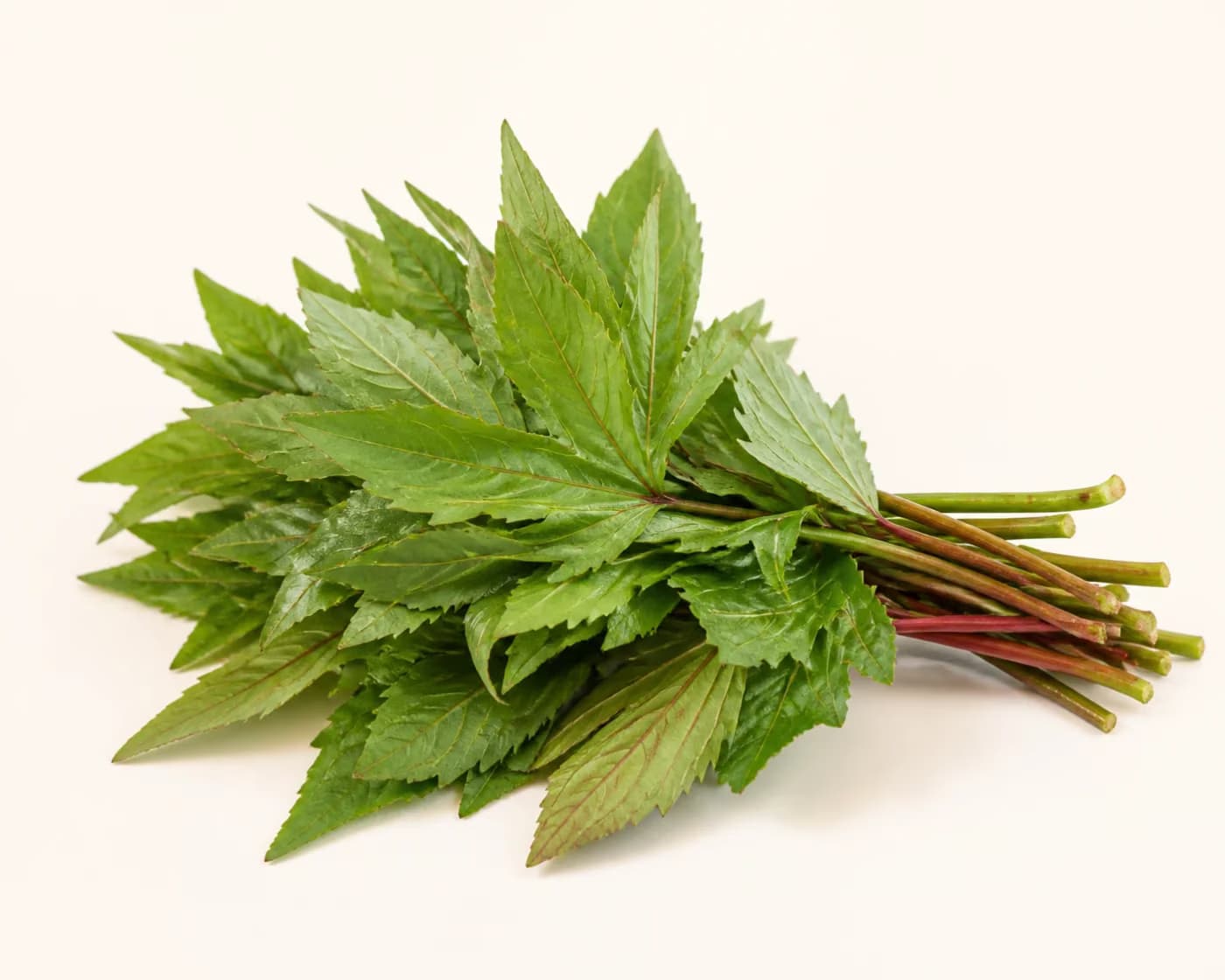 Fresh Gongura arranged on a warm off-white surface.