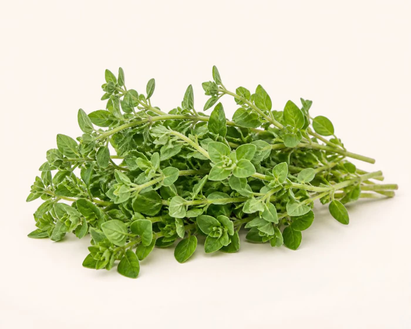 Fresh Oregano arranged on a warm off-white surface.